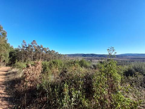 Quinta com aptidão Florestal na Capinha - Fundão