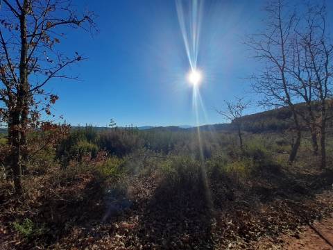 Quinta com aptidão Florestal na Capinha - Fundão