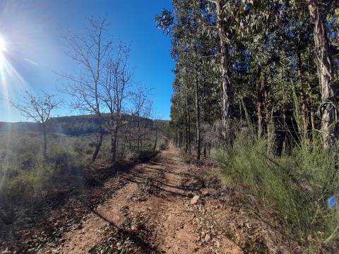 Quinta com aptidão Florestal na Capinha - Fundão