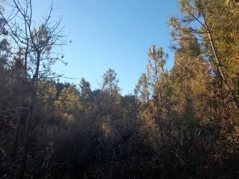 Quinta com aptidão Florestal na Capinha - Fundão