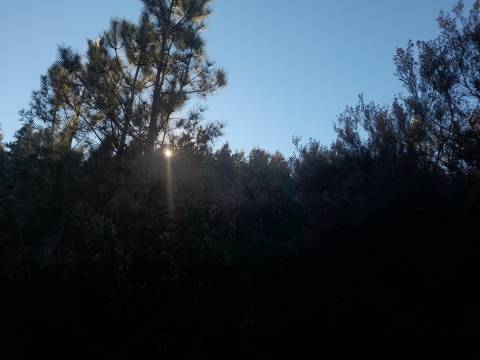 Quinta com aptidão Florestal na Capinha - Fundão