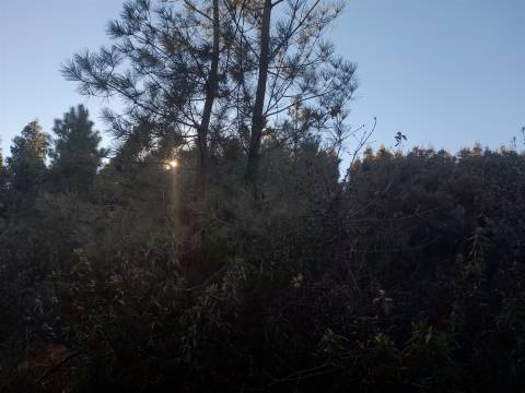 Quinta com aptidão Florestal na Capinha - Fundão