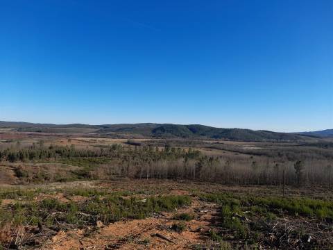 Quinta com aptidão Florestal na Capinha - Fundão