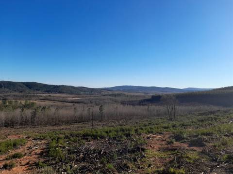 Quinta com aptidão Florestal na Capinha - Fundão
