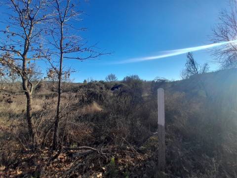 Quinta com aptidão Florestal na Capinha - Fundão