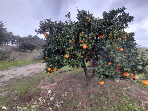 Quinta  Venda em Póvoa de Rio de Moinhos e Cafede,Castelo Branco