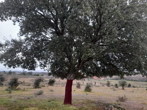 Quinta  Venda em Póvoa de Rio de Moinhos e Cafede,Castelo Branco
