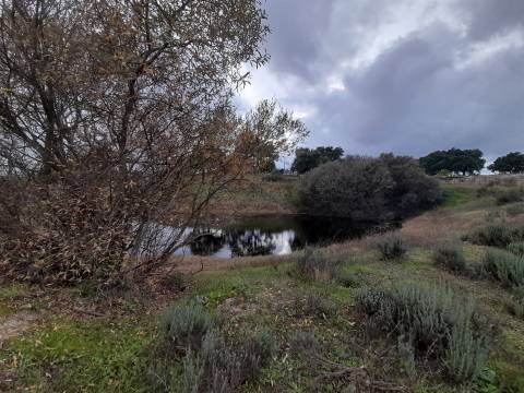 Quinta  Venda em Póvoa de Rio de Moinhos e Cafede,Castelo Branco