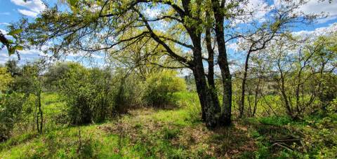 Terreno para venda, na freguesia de Sarzedas, Castelo Branco