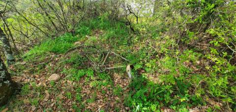 Terreno para venda, na freguesia de Sarzedas, Castelo Branco