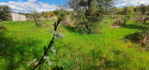 Terreno para venda, na freguesia de Sarzedas, Castelo Branco