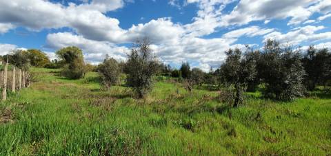 Terreno para venda, na freguesia de Sarzedas, Castelo Branco