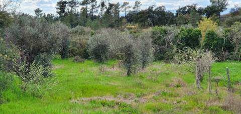 Terreno para venda, na freguesia de Sarzedas, Castelo Branco