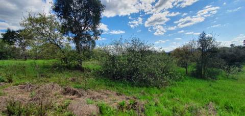 Terreno para venda, na freguesia de Sarzedas, Castelo Branco