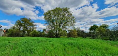 Terreno para venda, na freguesia de Sarzedas, Castelo Branco