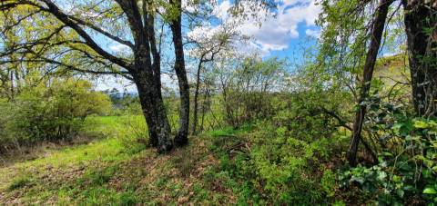 Terreno para venda, na freguesia de Sarzedas, Castelo Branco