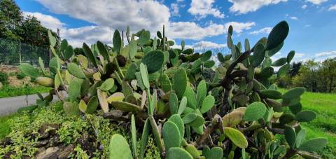 Terreno para venda, na freguesia de Sarzedas, Castelo Branco