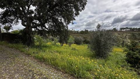 Terreno na freguesia de Santo André das Tojeiras - Castelo Branco