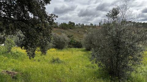Terreno na freguesia de Santo André das Tojeiras - Castelo Branco