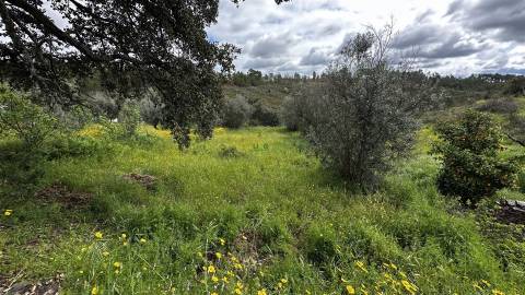 Terreno na freguesia de Santo André das Tojeiras - Castelo Branco