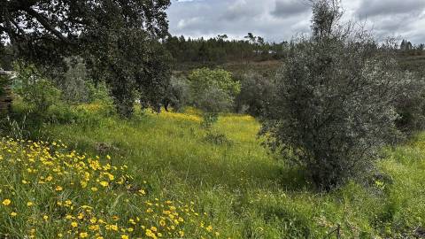 Terreno na freguesia de Santo André das Tojeiras - Castelo Branco