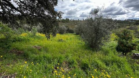 Terreno na freguesia de Santo André das Tojeiras - Castelo Branco
