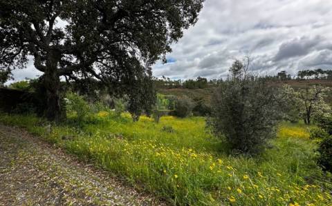 Terreno na freguesia de Santo André das Tojeiras - Castelo Branco