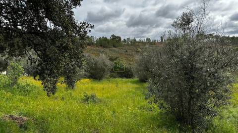 Terreno na freguesia de Santo André das Tojeiras - Castelo Branco