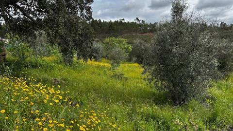 Terreno na freguesia de Santo André das Tojeiras - Castelo Branco