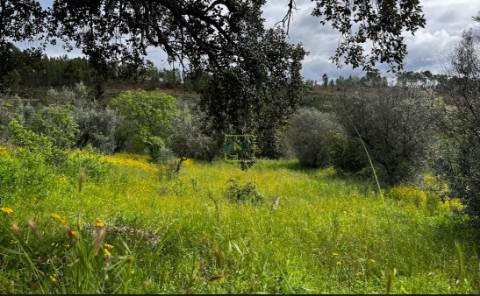 Terreno na freguesia de Santo André das Tojeiras - Castelo Branco