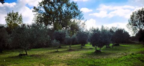 Terreno para venda, na freguesia de Toulões, Idanha-a-Nova