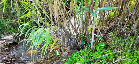 Terreno para venda, na freguesia de Toulões, Idanha-a-Nova
