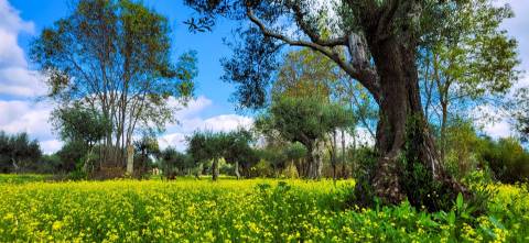 Terreno para venda, na freguesia de Toulões, Idanha-a-Nova