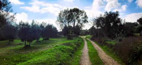 Terreno para venda, na freguesia de Toulões, Idanha-a-Nova
