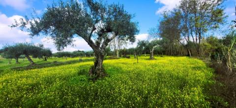 Terreno para venda, na freguesia de Toulões, Idanha-a-Nova