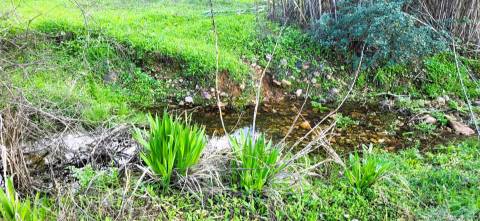 Terreno para venda, na freguesia de Toulões, Idanha-a-Nova