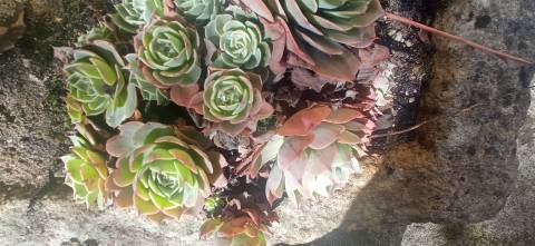 Quinta T2 Venda em Penamacor,Penamacor