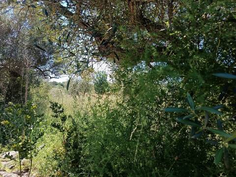 Terreno Rústico em Águas, Penamacor