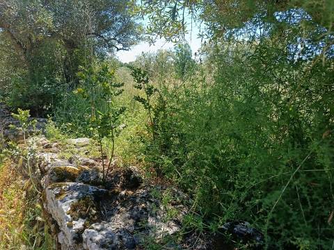 Terreno Rústico em Águas, Penamacor