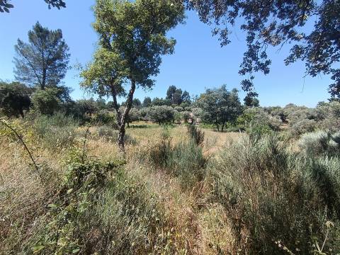 Terreno rústico na Fonte Santa, em Águas, Penamacor
