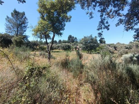 Terreno rústico na Fonte Santa, em Águas, Penamacor