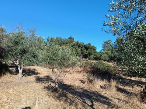 Terreno rústico na Fonte Santa, em Águas, Penamacor