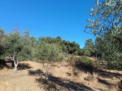 Terreno rústico na Fonte Santa, em Águas, Penamacor