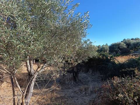 Terreno rústico na Fonte Santa, em Águas, Penamacor