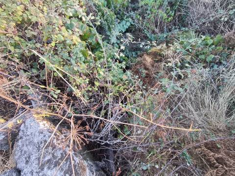 Terreno rústico na Fonte Santa, em Águas, Penamacor