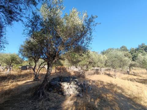 Terreno rústico na Fonte Santa, em Águas, Penamacor