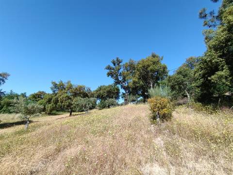 Terreno Rústico  Venda em Monsanto e Idanha-a-Velha,Idanha-a-Nova