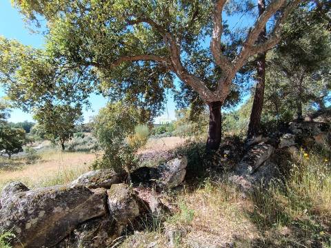 Terreno Rústico  Venda em Monsanto e Idanha-a-Velha,Idanha-a-Nova