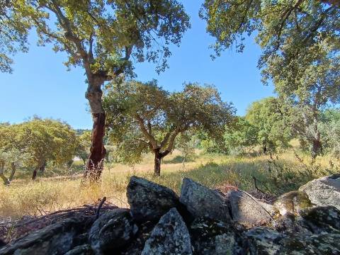 Terreno Rústico  Venda em Monsanto e Idanha-a-Velha,Idanha-a-Nova