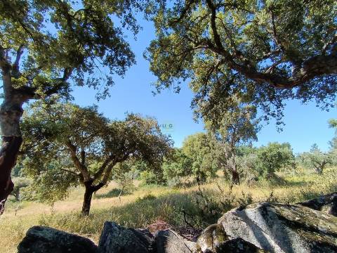 Terreno Rústico  Venda em Monsanto e Idanha-a-Velha,Idanha-a-Nova